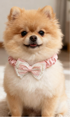 Client-designed pet bow tie customization