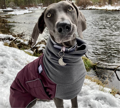 Dog Winter Coats