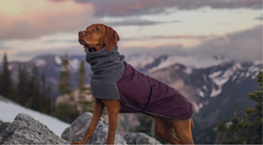 Dog Winter Coats