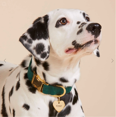 Pet Christmas Evergreen Dog Collar Manufacturer