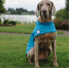 Dog Cooling Coat manufacturer